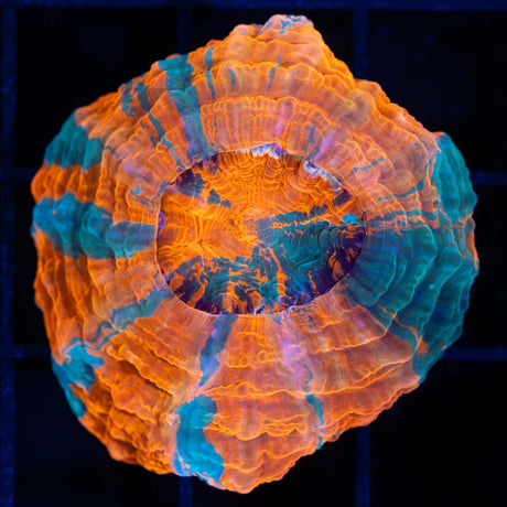 Nano Orange Acanthophyllia