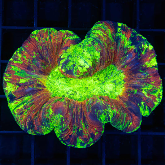 Highlighter Trachyphyllia 3" (Bright!)