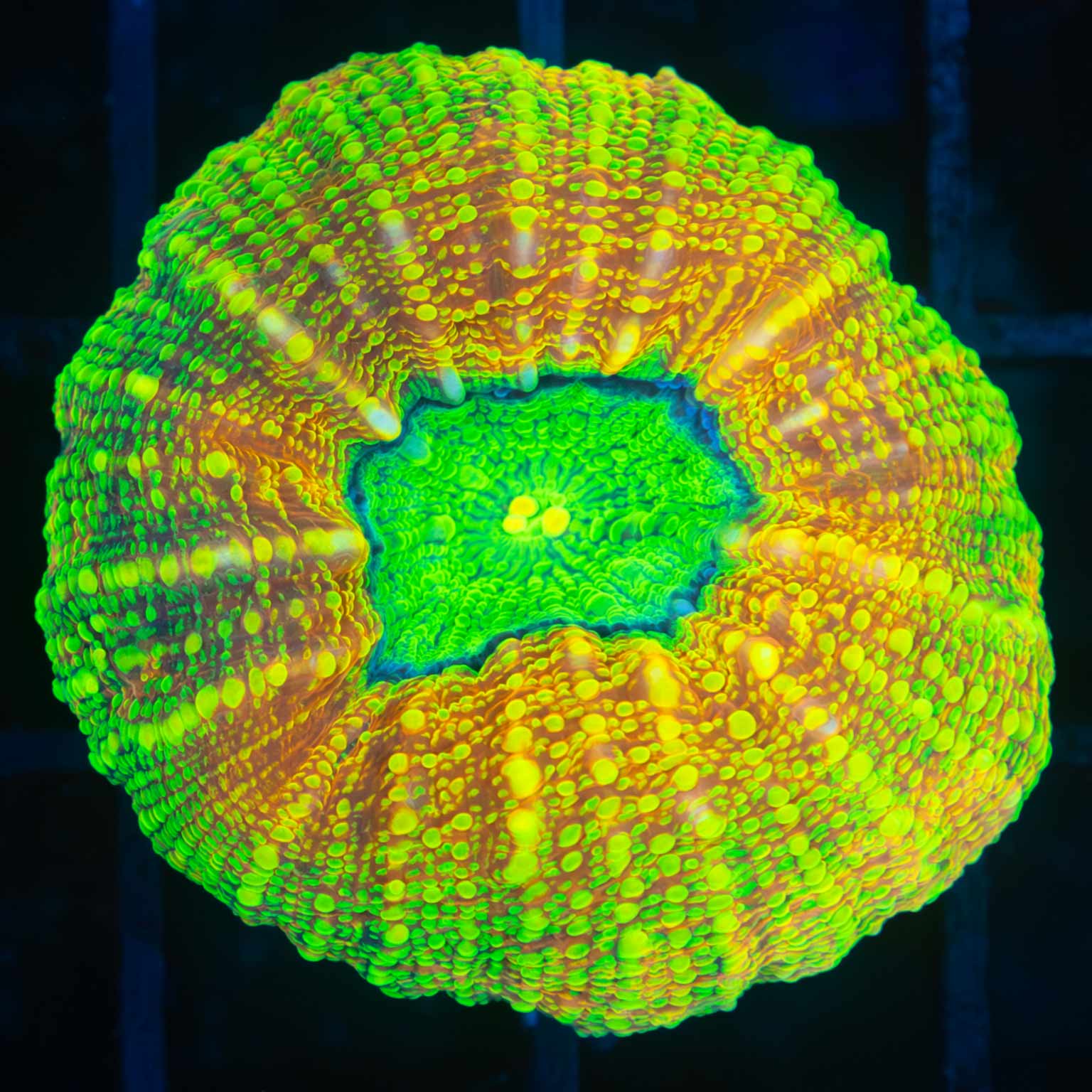 Ultimate Neon Lobo (Acan Pachysepta)