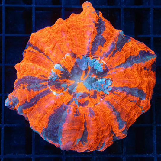 Bright 3 Color Acanthophyllia