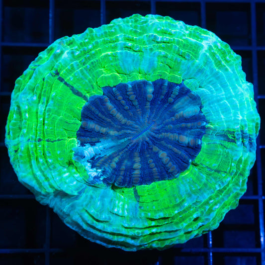 Neon Green and Blue Acanthophyllia 3.25"