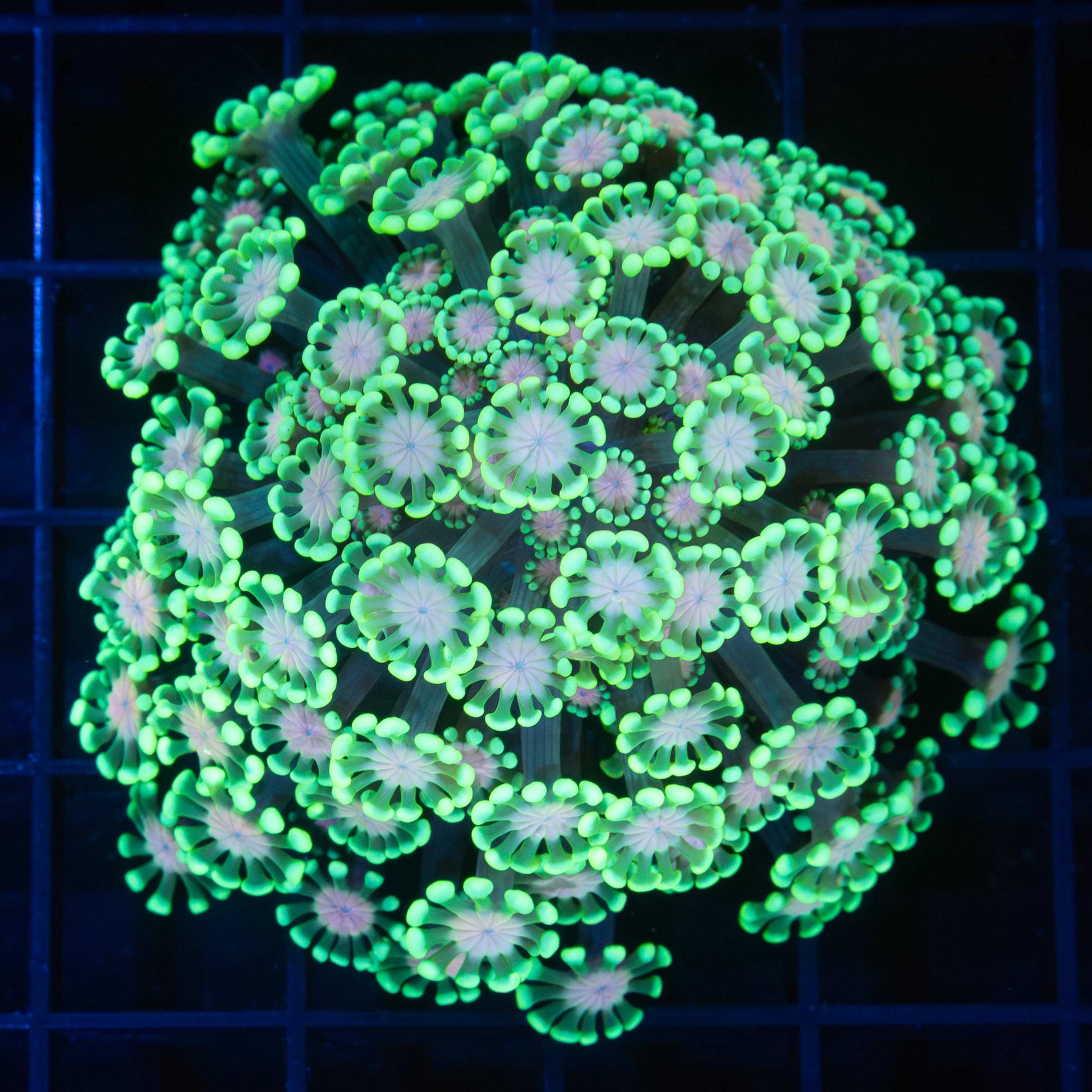 Neon Pink Center Alveopora Colony