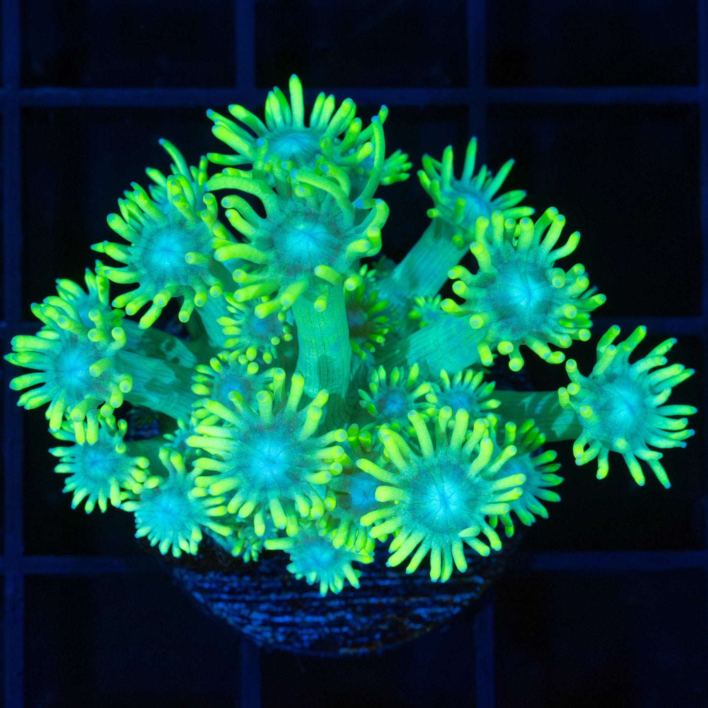 Neon Bicolor Goniopora (Tank Grown)