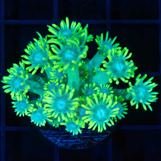 Neon Bicolor Goniopora (Tank Grown)