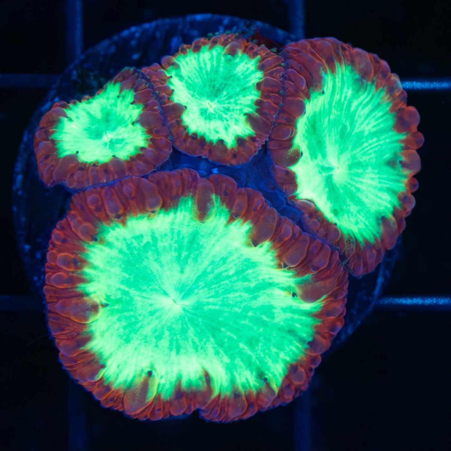 Red Neon Green Blasto