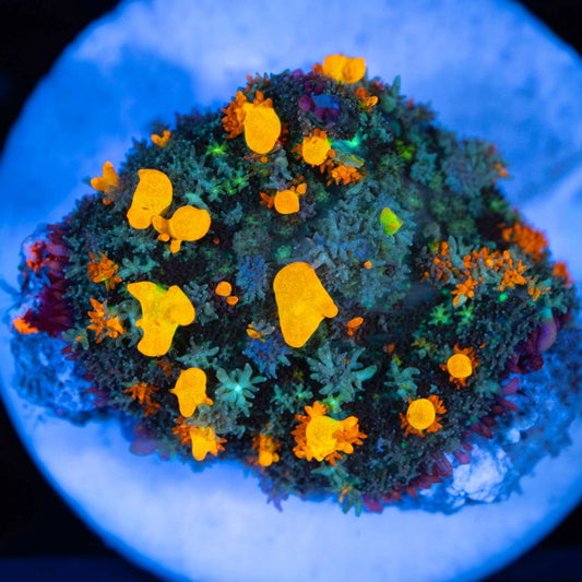 Neon Rainbow Bounce Mushroom