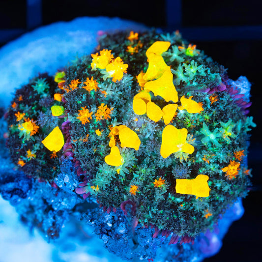 2 Rainbow Bounce Mushrooms