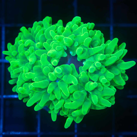 Neon Green Bubble Coral