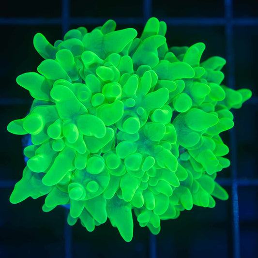 Neon Green Bubble Coral 2"