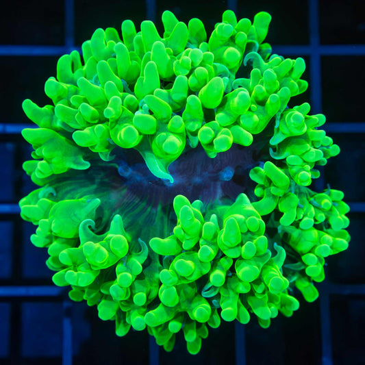 Toxic Bubble Coral 2.25" (Bright!)