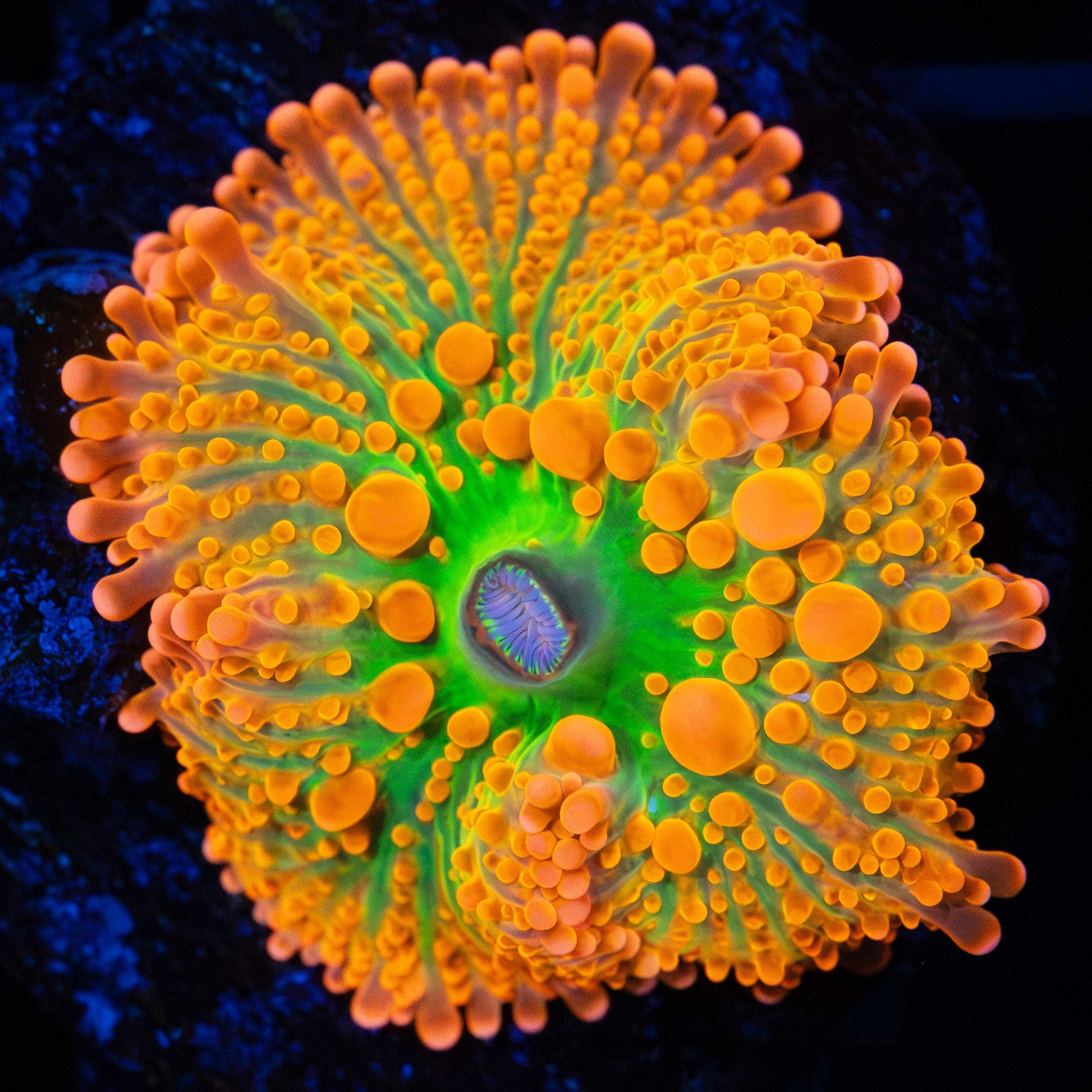Neon Bounce Yuma Mushroom Coral
