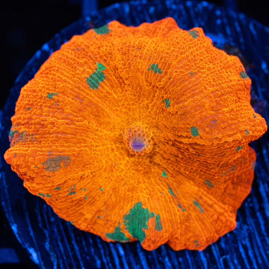 Candy Crush Mushroom (Bright!)