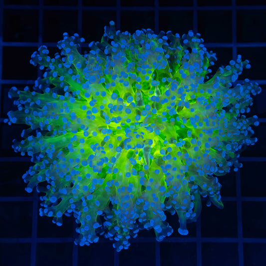 Glowing Core Branch Octospawn 4"