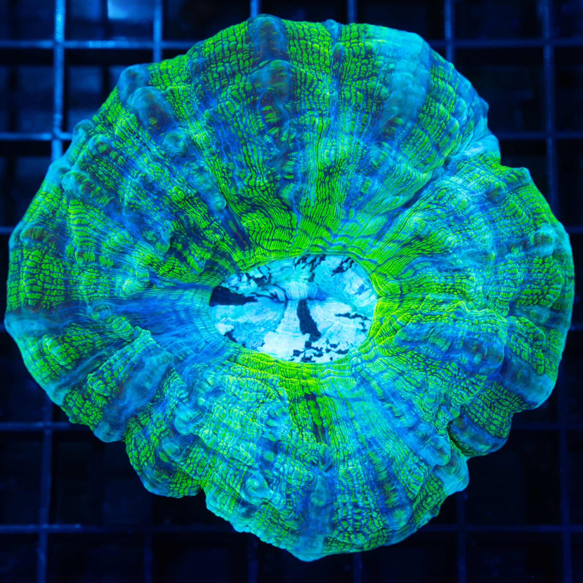 Neon Crocodile Acanthophyllia