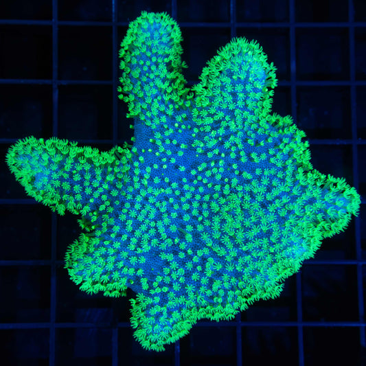 Neon Green Crown Leather (Nice!)