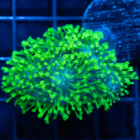 Neon Green Crown Leather 2.25"