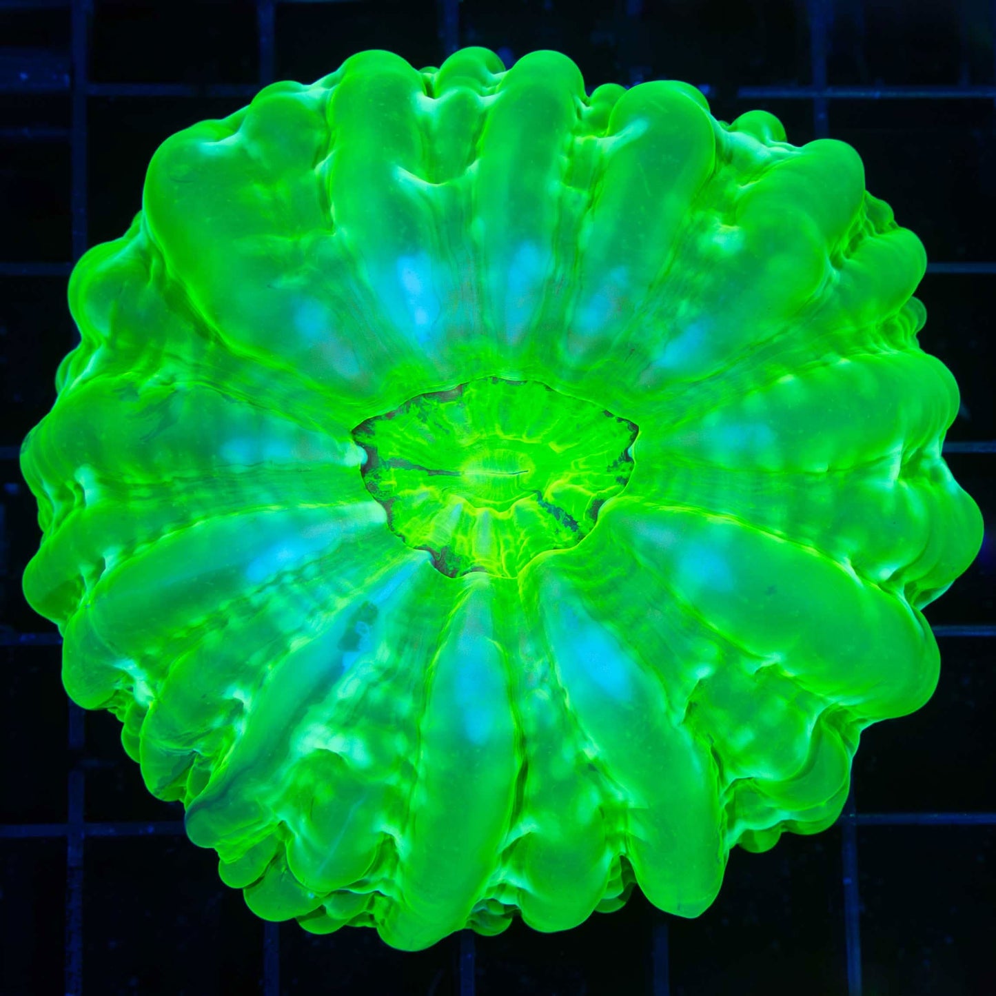 Toxic Green Cynarina 3.25"