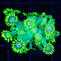 Large Frag