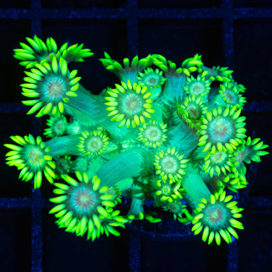 Neon Daisy Goniopora