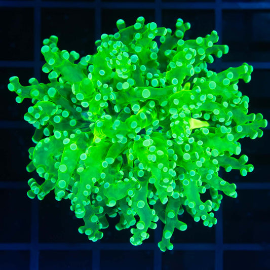 Toxic Green Frogspawn Coral (Branching)