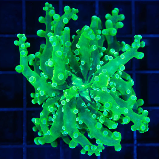Neon Green Branching Frogspawn