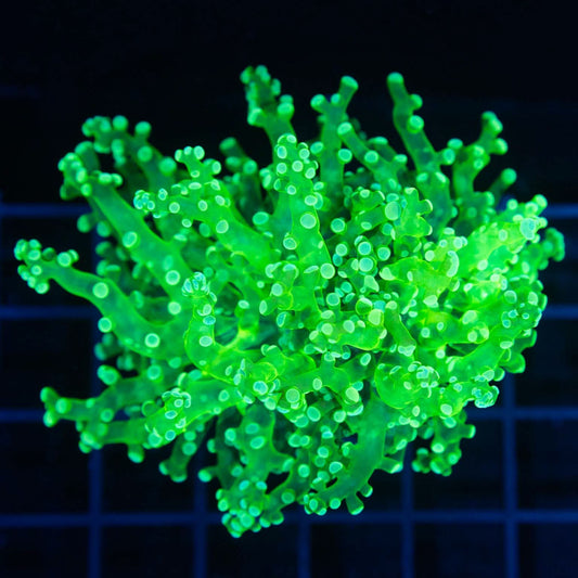 Toxic Green Frogspawn Coral (Branching)