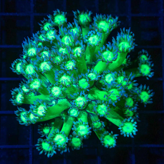 Neon Bicolor Goniopora Colony