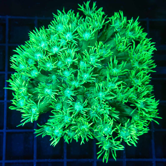 Neon Green Goniopora Colony 3.5"