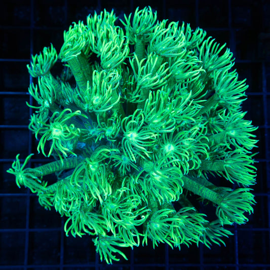 Toxic Goni Colony 4.5"