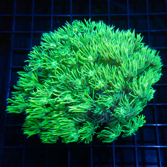 Neon Green Goni Colony 5"