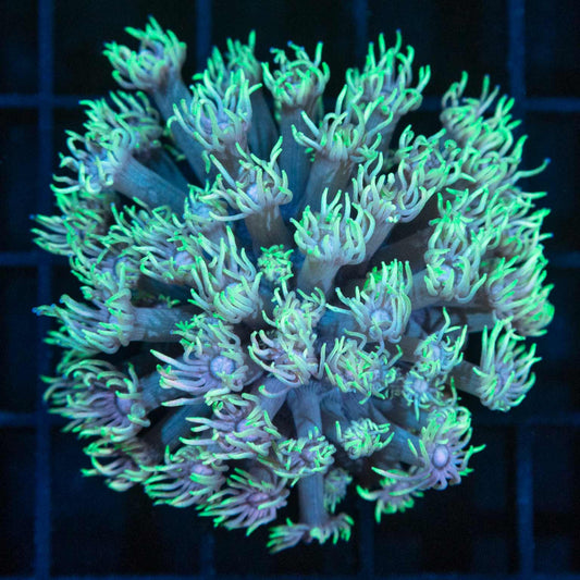 Multicolor Goniopora Colony