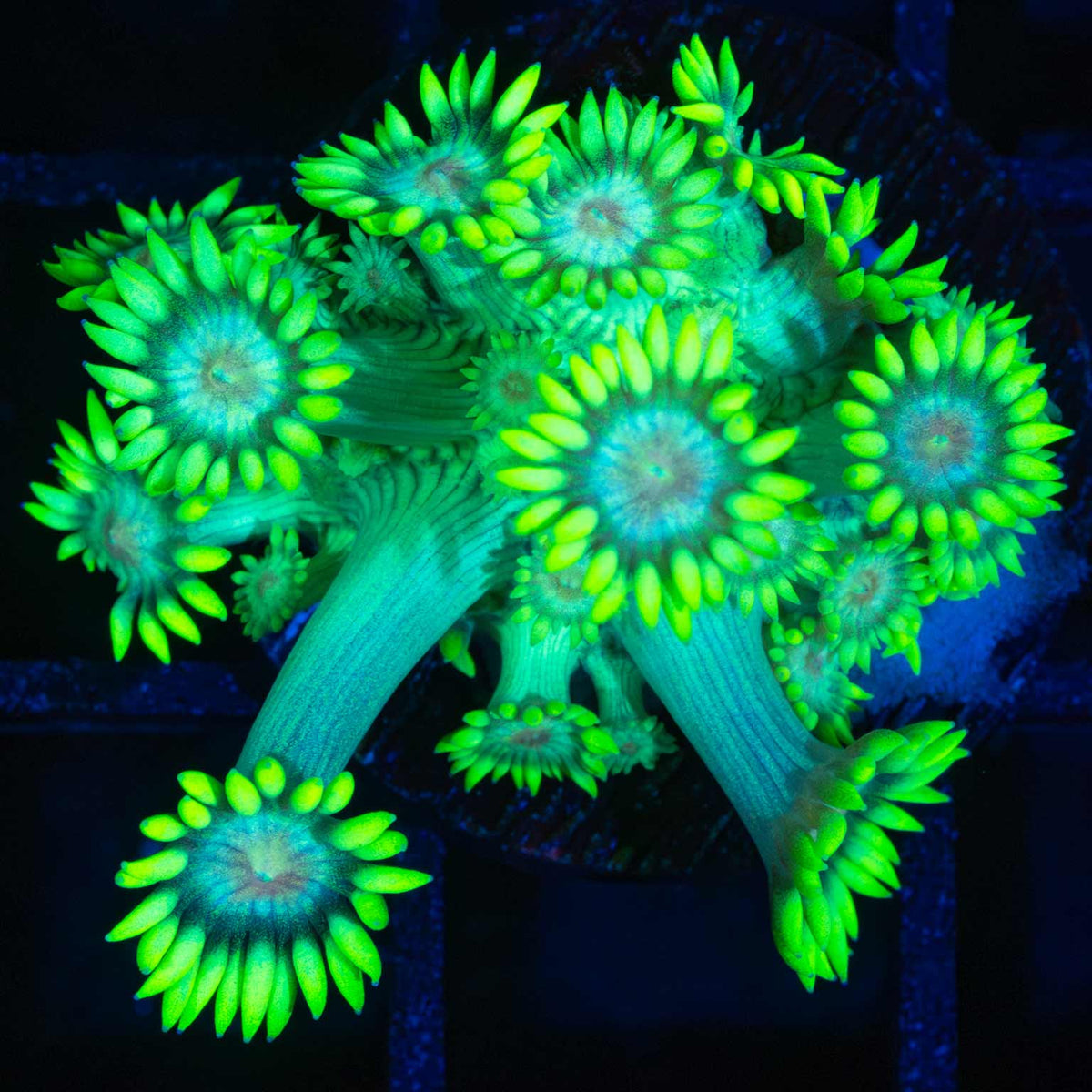 Neon Daisy Goniopora