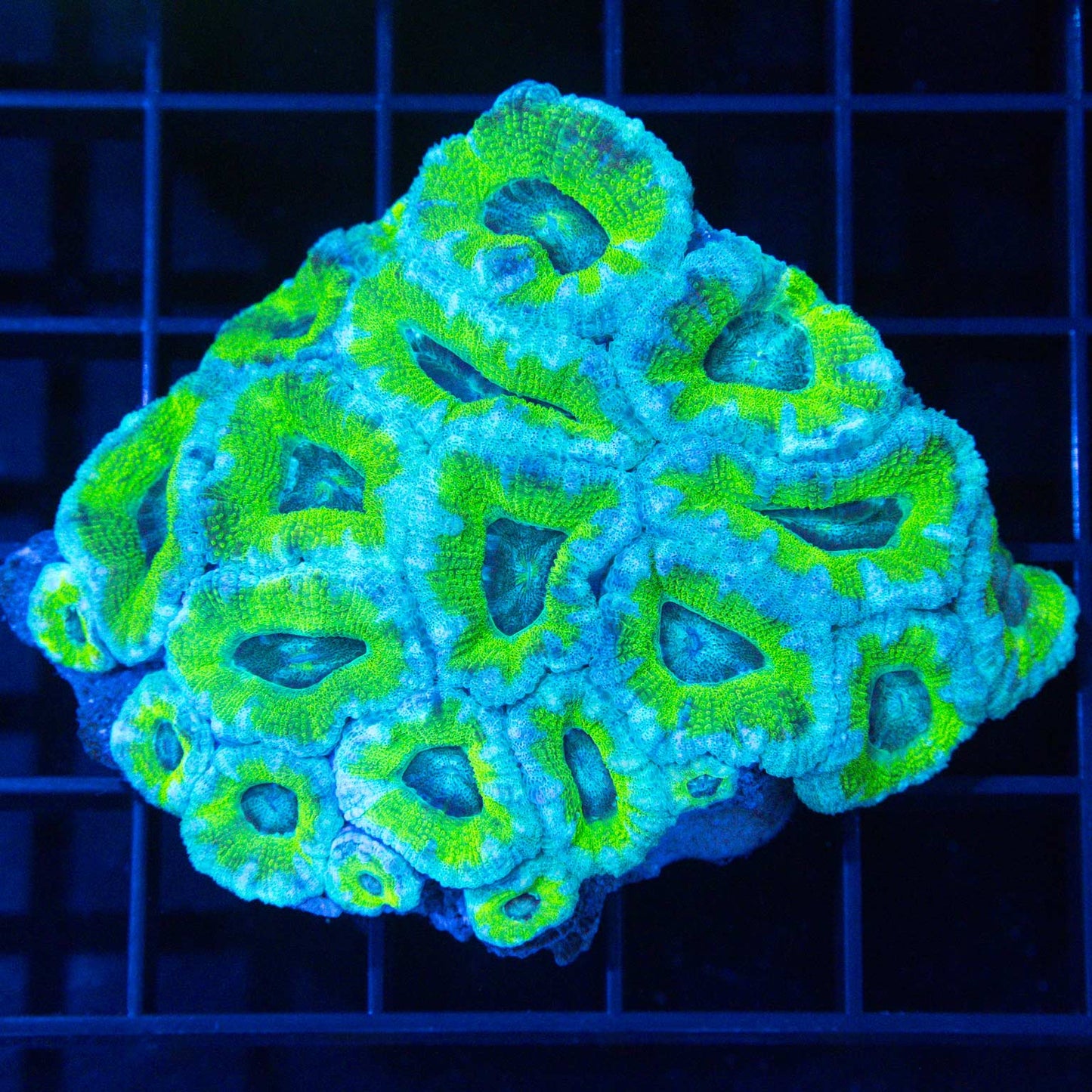 Asian Acan Colony