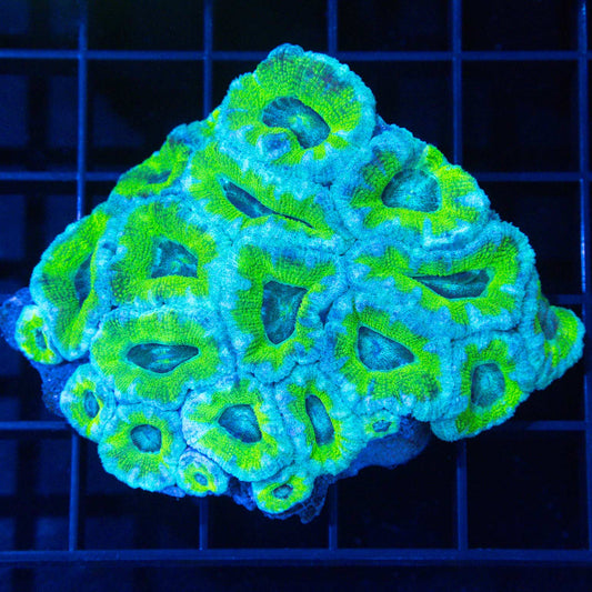 Asian Acan Colony