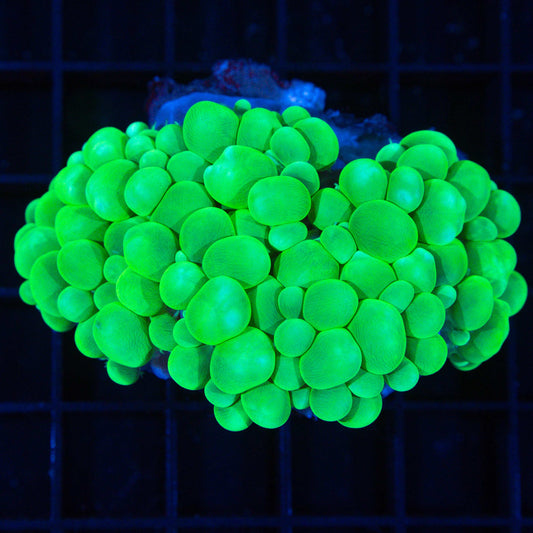 Neon Green Bubble Coral 3"