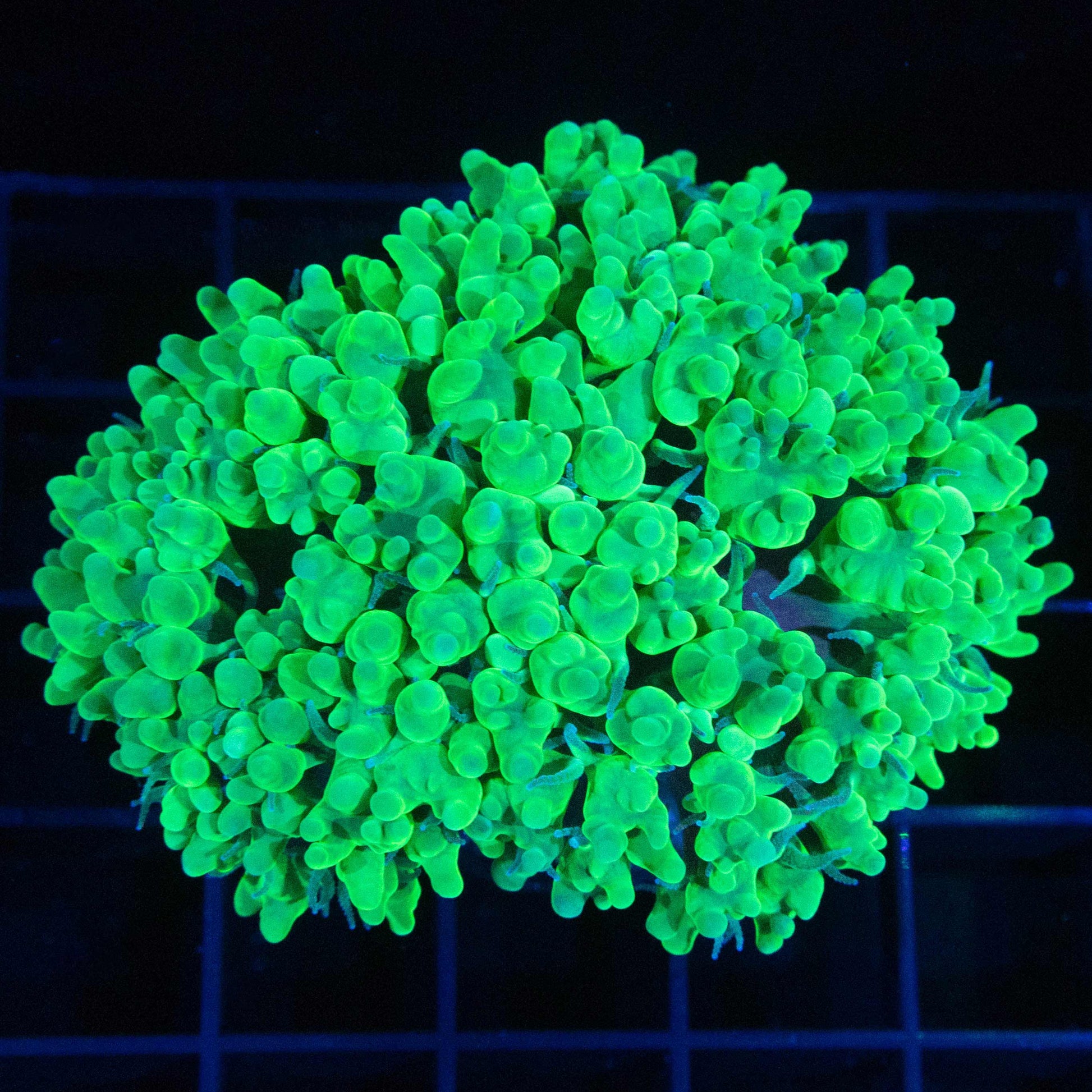 Neon Green Bubble Coral 2.75"