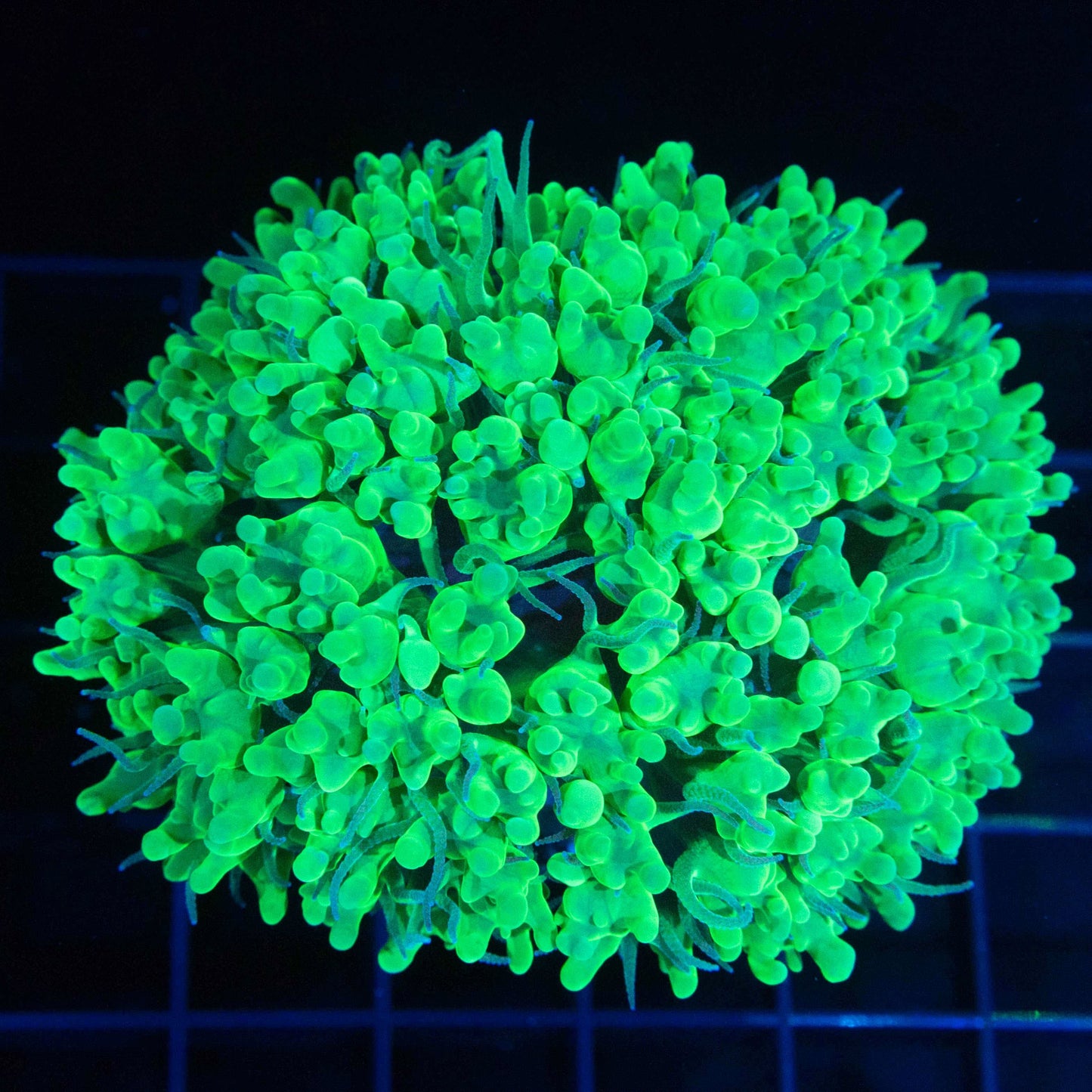 Neon Green Bubble Coral 3.5"