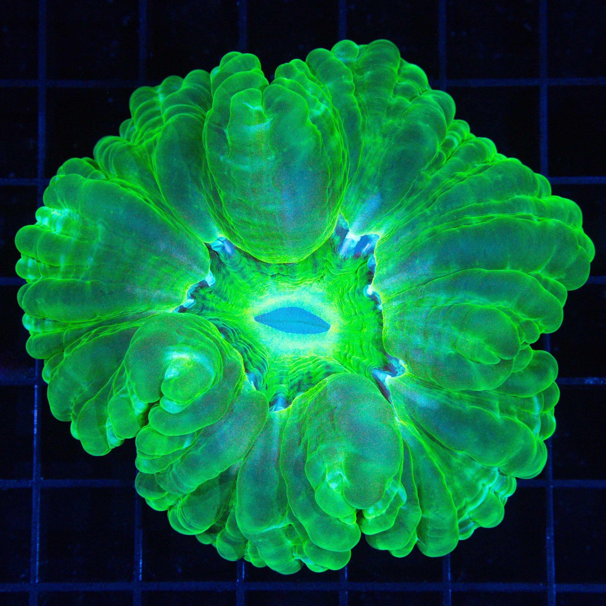 Neon Green Cynarina 3.5"