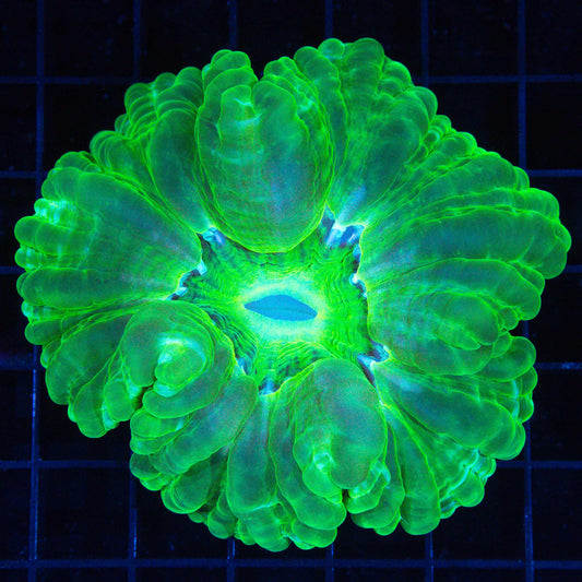 Neon Green Cynarina 3.5"