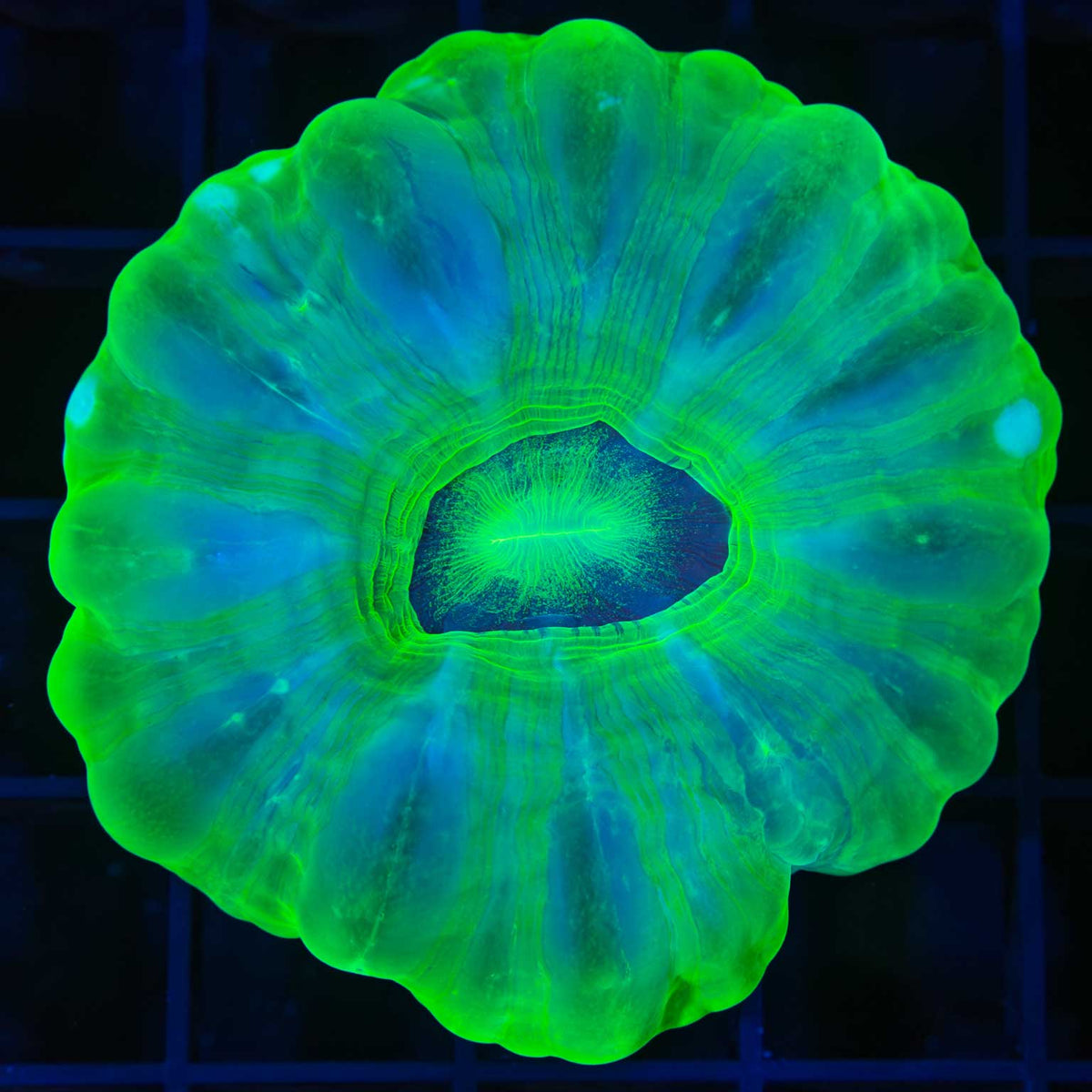 Toxic Green Cynarina