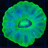 Toxic Green Cynarina