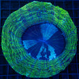 Green Glitter Acanthophyllia with blue center large