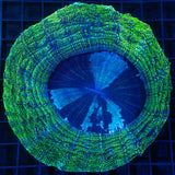 Green Glitter Acanthophyllia with blue center large