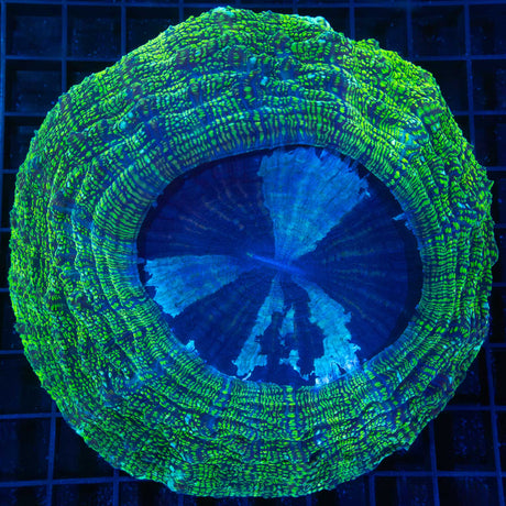 Green Glitter Acanthophyllia with blue center large