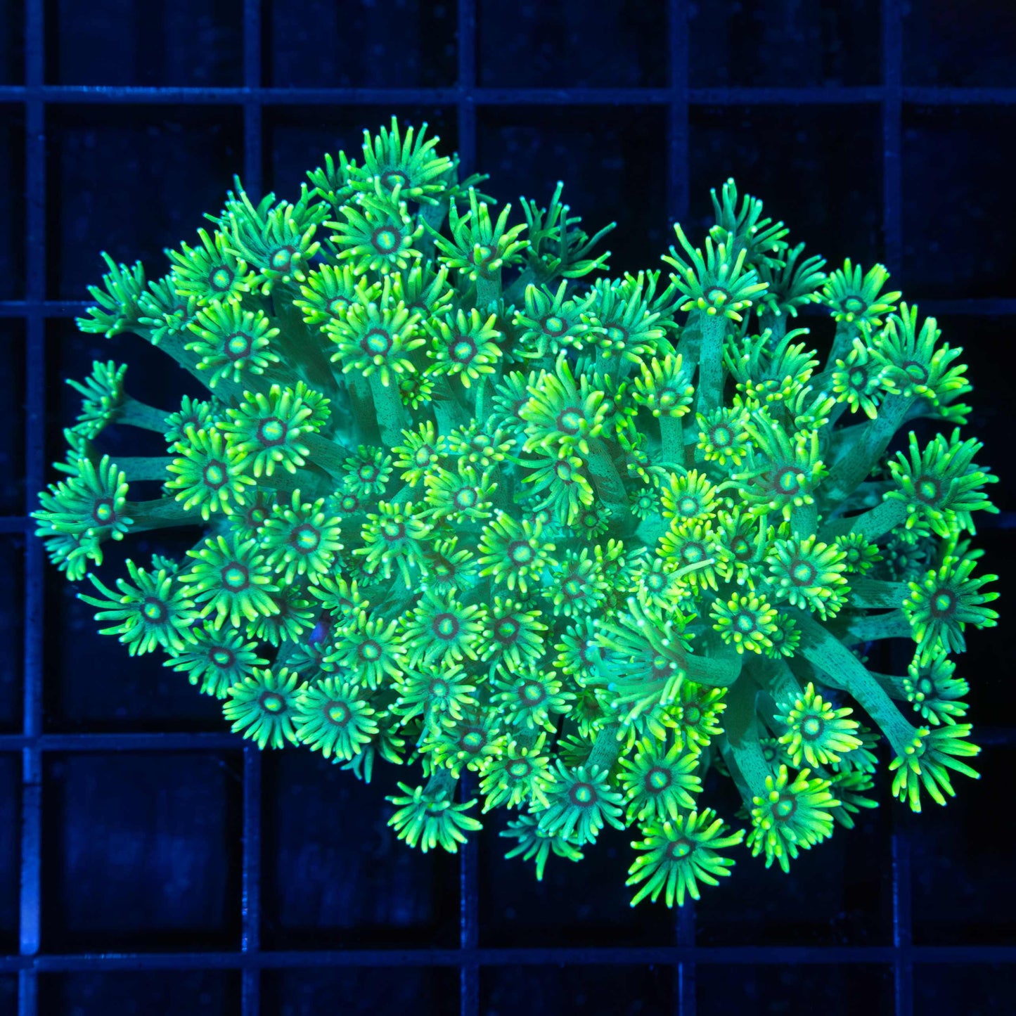 Neon Goniopora Colony 3"