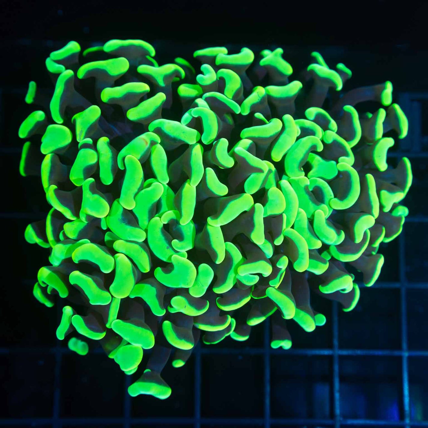 Insanely Bright Neon Green Hammer 3.75" Lucky Corals