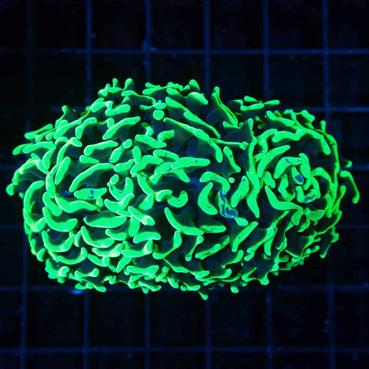 Neon Green Hammer Coral 4"