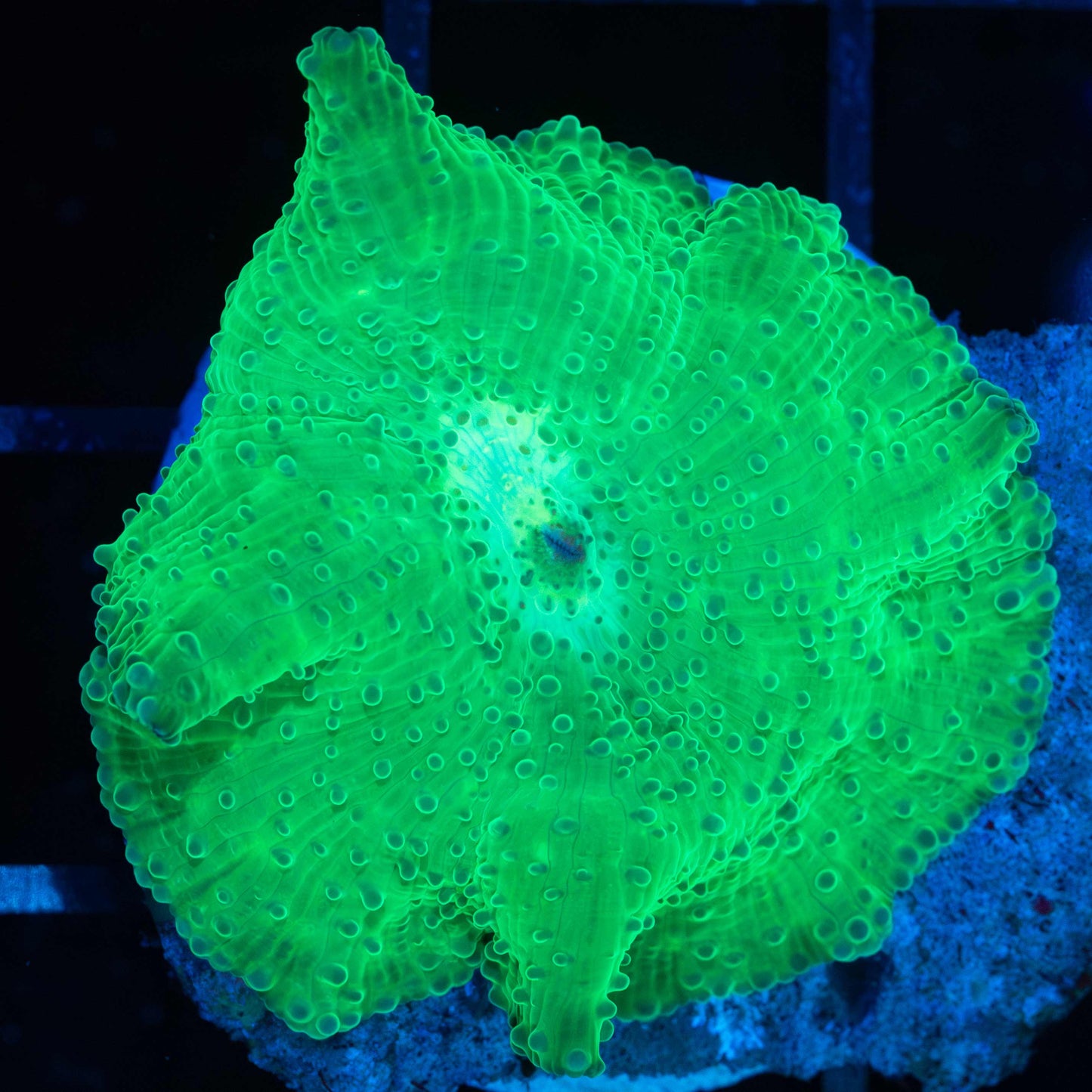 Large Neon Green Mushroom