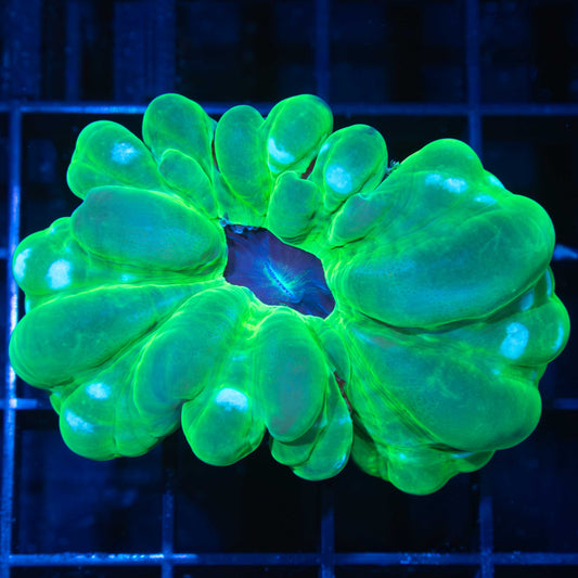 Navy Center Neon Green Cynarina 2.25"
