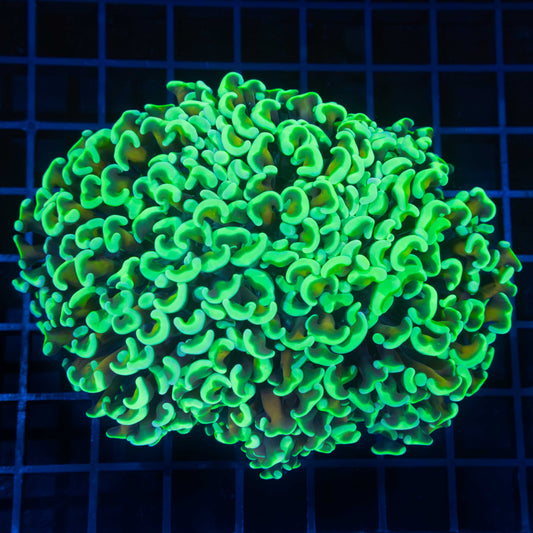Neon Green Orangish Stem Hammer Coral 5"